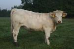 Prodám jalovice Charolais s POP