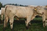 Prodám jalovice Charolais s POP
