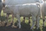 Prodám jalovice Charolais s POP