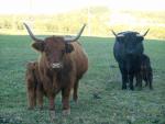 Prodám kravičku Highland, skotský náhorní skot, výborná matka, statná, v nejlepších letech na 90% březí.