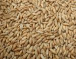 Triticale