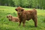 Nabízíme dva býčky Skotský náhorní skot - Highland