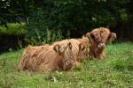 Nabízíme dva býčky Skotský náhorní skot - Highland