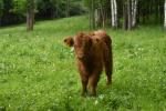 Prodám loňského býčka a jalovičku, dále letošní býčky Highland